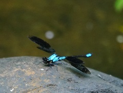 Diphlebia euphoeoides