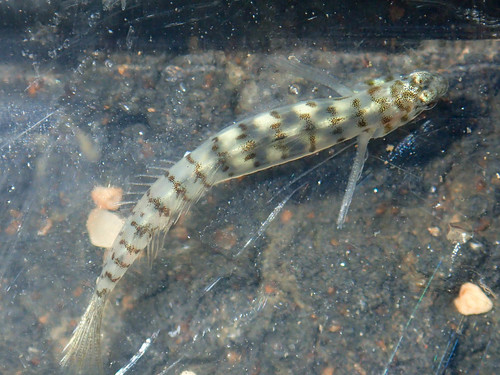 Barred Tidepool Goby
