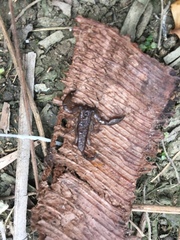 Liocheles