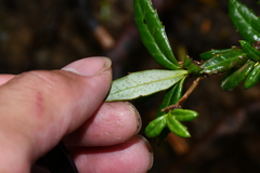 Berberis nantoensis