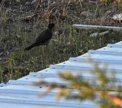 Turdus falcklandii