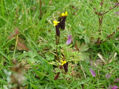 Tagetes foetidissima