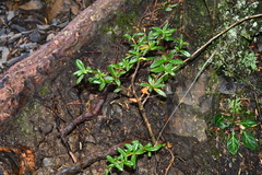 Berberis nantoensis