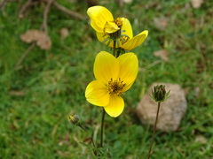 Bidens serrulata