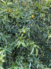 Citrus japonica