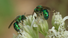 Augochloropsis