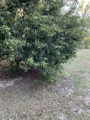 Citrus japonica