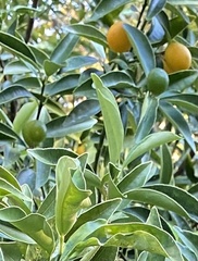 Citrus japonica