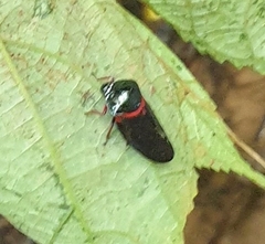 Cosmoscarta egens