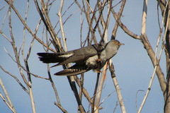 Cuculus canorus