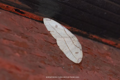 Hypochrosis hyadaria