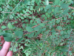 Symphoricarpos microphyllus