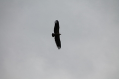 Gyps fulvus fulvus