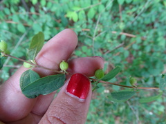 Symphoricarpos microphyllus