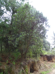 Arbutus