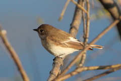 Ficedula hypoleuca
