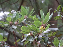 Arbutus