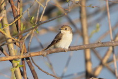 Ficedula hypoleuca