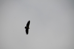 Gyps fulvus fulvus