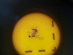 Elaphropeza ephippiata