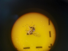 Elaphropeza ephippiata