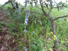 Salvia helianthemifolia