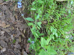 Salvia helianthemifolia