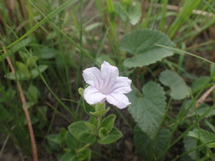 Ruellia cordata