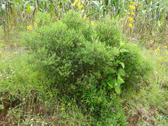 Baccharis conferta