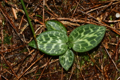 Goodyera schlechtendaliana
