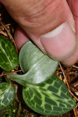 Goodyera schlechtendaliana