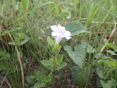 Ruellia cordata