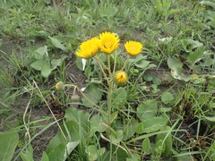 Berkheya speciosa
