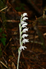Goodyera schlechtendaliana