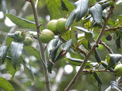 Crataegus mexicana