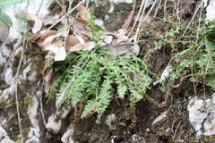 Asplenium fontanum