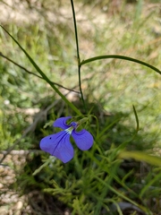 Lobelia tenuior