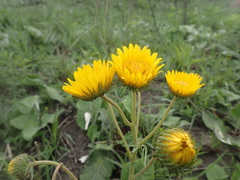 Berkheya speciosa