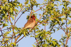 Carpodacus erythrinus