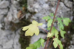 Acer opalus