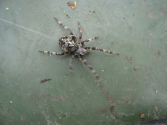 Araneus angulatus