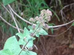 Ageratina deltoidea