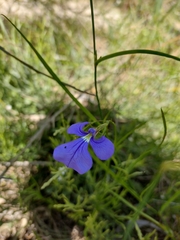 Lobelia tenuior