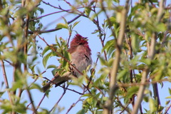 Carpodacus erythrinus