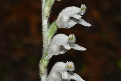 Goodyera schlechtendaliana