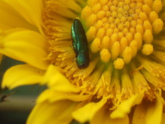Buprestinae