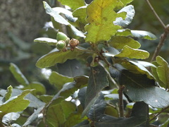 Quercus rugosa