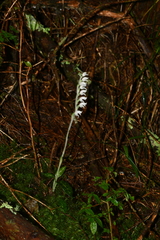 Goodyera schlechtendaliana