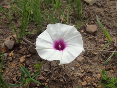 Ipomoea crassipes