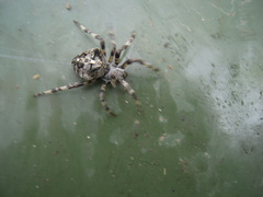 Araneus angulatus